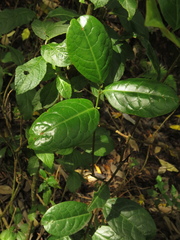 Prunus buxifolia