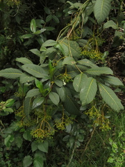 Palicourea lineariflora
