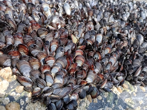 Mediterranean Mussel