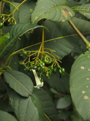 Palicourea lineariflora