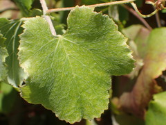 Vitis californica