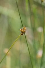 Carex harfordii