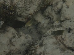 Chrysiptera unimaculata