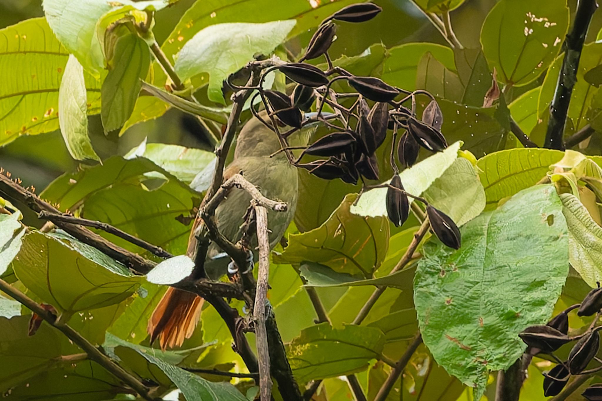 Russet Antshrike (Thamnistes anabatinus), photo 5