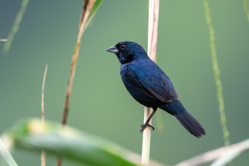 Blue-black Grassquit (Volatinia jacarina), photo 10