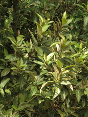 Critoniopsis bogotana