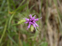 Liatris hirsuta