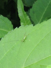 Conocephalus strictus