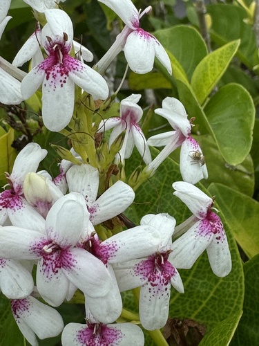 Pseuderanthemum maculatum observed 2024-08-26