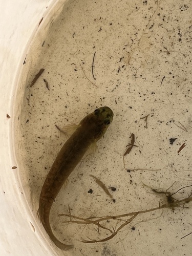 Flathead galaxias (Galaxias depressiceps) — Galaxiidae — 5
