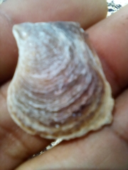 Isognomon