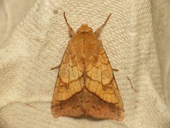 Pyrrhia umbra