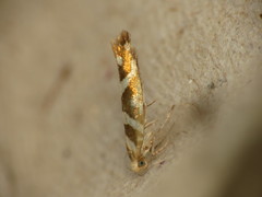 Argyresthia goedartella