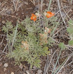 Sphaeralcea coccinea