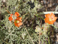 Sphaeralcea coccinea