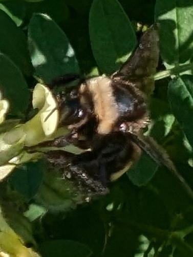 Black-and-gold Bumble Bee photo 4