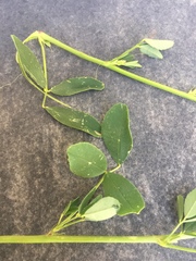 Melilotus officinalis