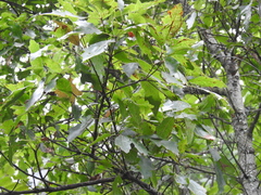Quercus robusta