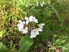 Cardamine heptaphylla
