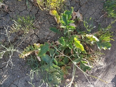 Crambe koktebelica