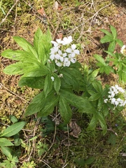 Cardamine heptaphylla