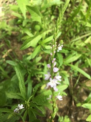 Verbena simplex
