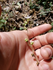Lithophragma bolanderi