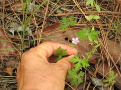 Geranium seemannii