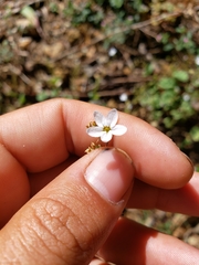 Lithophragma bolanderi