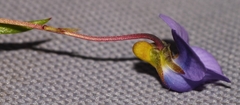 Viola decumbens scrotiformis
