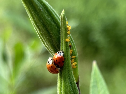 Asian Lady Beetle photographed in Rhode Island