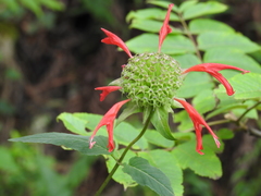 Monarda pringlei