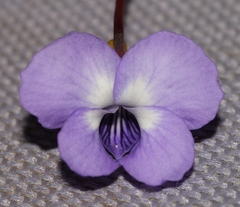 Viola decumbens scrotiformis