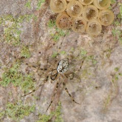Drapetisca alteranda