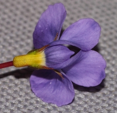 Viola decumbens scrotiformis