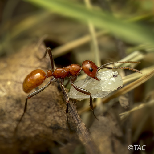 Polyergus montivagusPolyergus montivagus