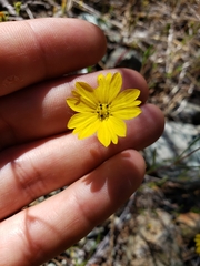 Lagophylla glandulosa