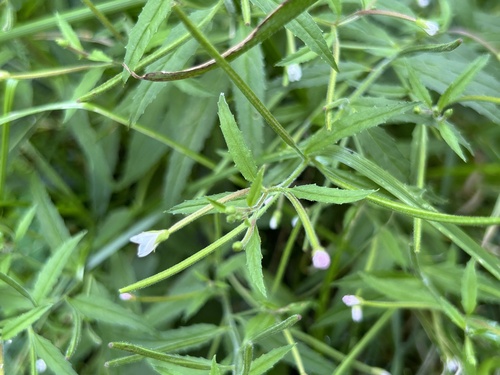 purpleleaf willowherb (Epilobium coloratum)