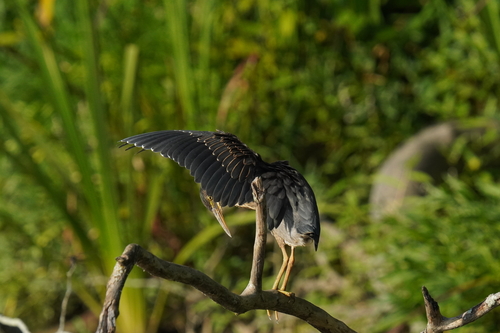Green Heron photographed in Ohio