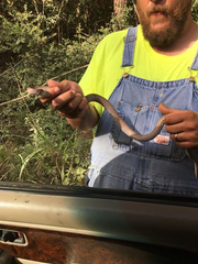 Coluber constrictor etheridgei