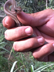 Coluber constrictor etheridgei