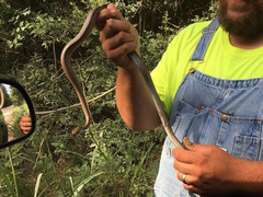 Coluber constrictor etheridgei