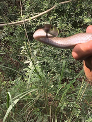 Coluber constrictor etheridgei