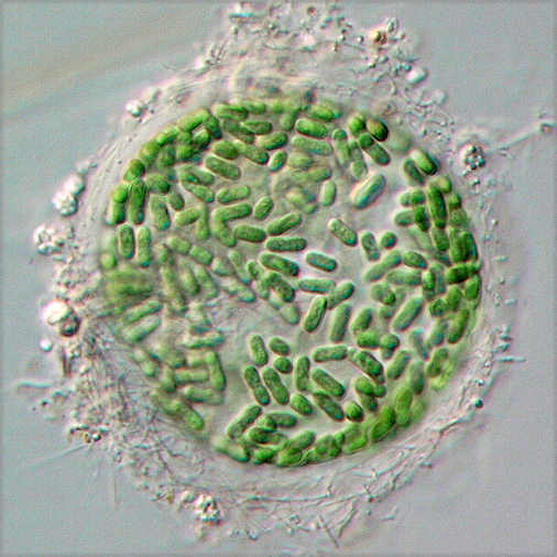 Lemmermanniella