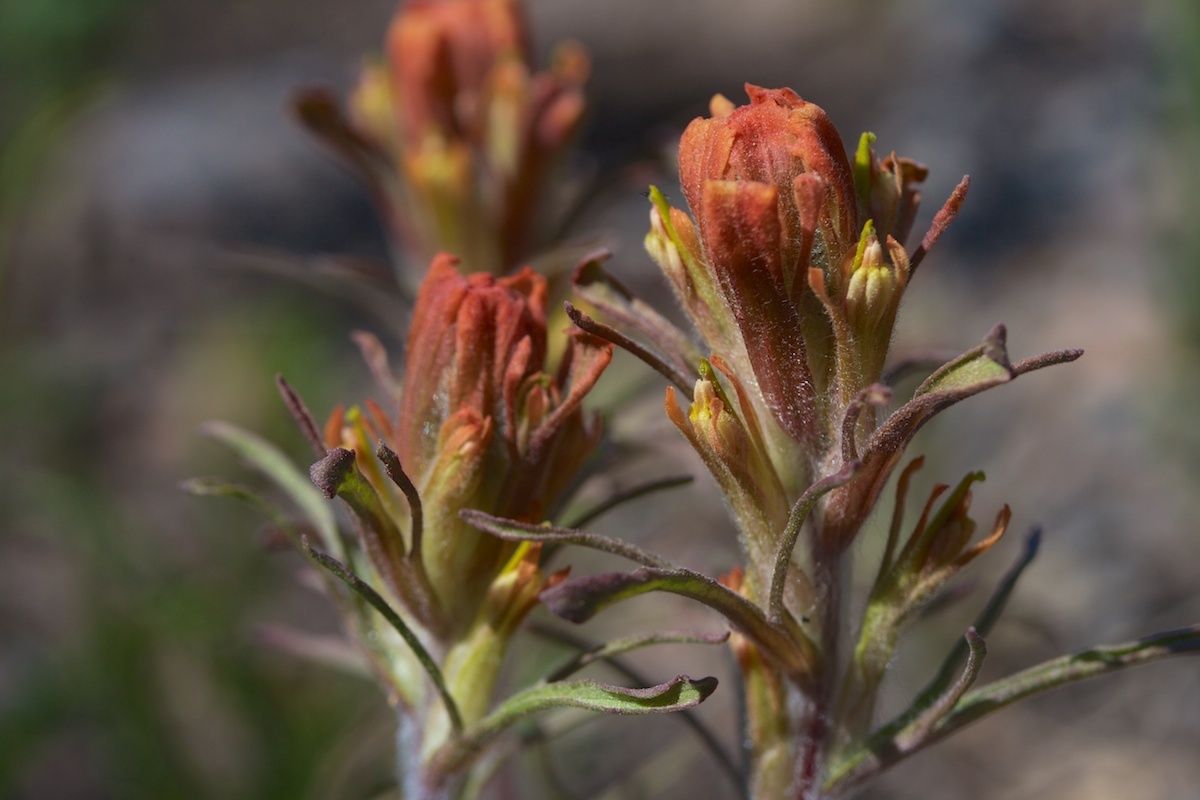 Castilleja arachnoidea