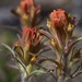 Cobwebby Paintbrush - Photo (c) Brent Miller, some rights reserved (CC BY-NC-ND)