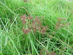 Cyperus longus tenuiflorus