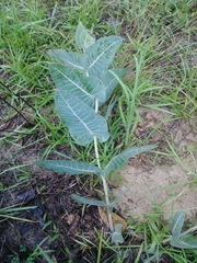 Asclepias humistrata image