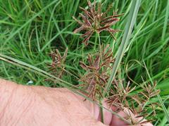 Cyperus longus tenuiflorus