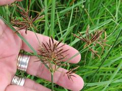 Cyperus longus tenuiflorus